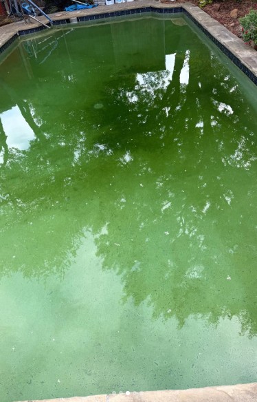 Green pool before cleaning